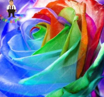 Rainbow Roses Seed Flowers Plants Seed Perennial Garden
