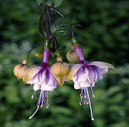 Mixed Fuchsia Seed Garden Balcony Seed