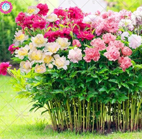 Mixed Colour Double Blooms Peony Seed Perennial Garden Flower