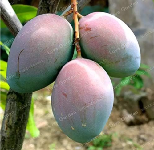 Mango Seed Mini Mango Tree (Color: 3)