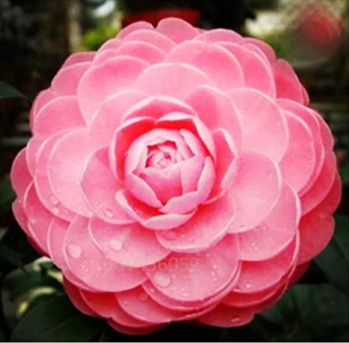 Camellia Seed Double Flap Common Camellia Flower Seed (Color: 3)