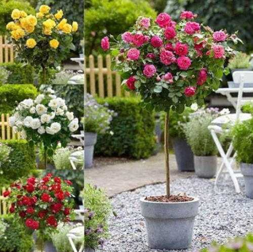 Rare Flower Rose Tree Seed Home Garden Potted Balcony & Yard Flowers Mixed