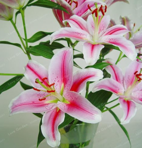 Lily Bulbs Perfume Lily (Color: 10)