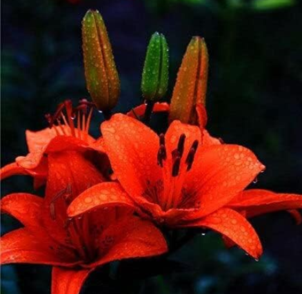 Rare Lily Potted Not Lily Bulbs It is Seed Lilum Flower
