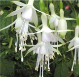 Mixed Fuchsia Seed Garden Balcony Seed