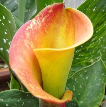 Calla Lily Bulb (Color: 7)