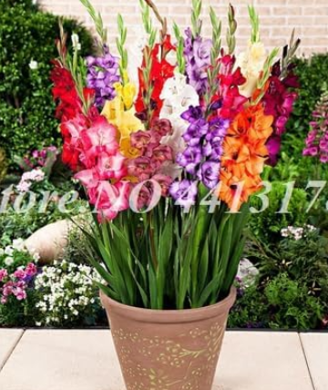 Rare Striped Gladiolus Sword Lily Seeds Garden Plant Flowers (Color: 7)