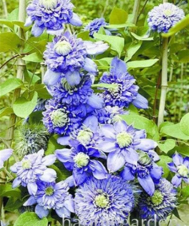 Rare Color Clematis Seed Clematis Hybridas Hanging Seed (Color: 17)