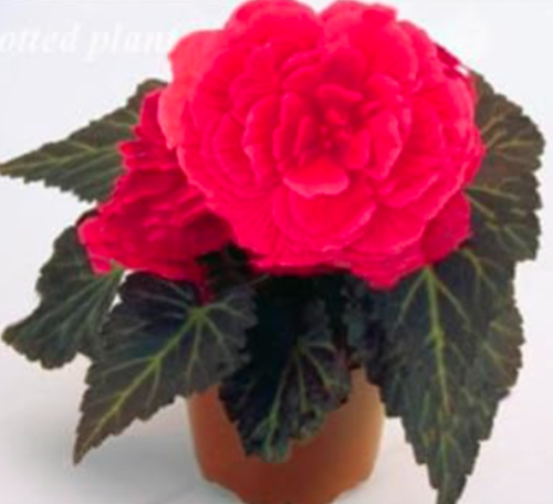 Begonia Flower Seed Potted Plant Courtyard Balcony (Color: 20)