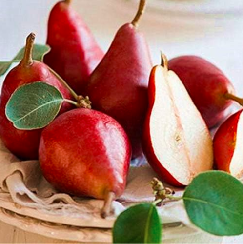 Pear Seed Rare Original Fruit Tree Pear (Color: 3)