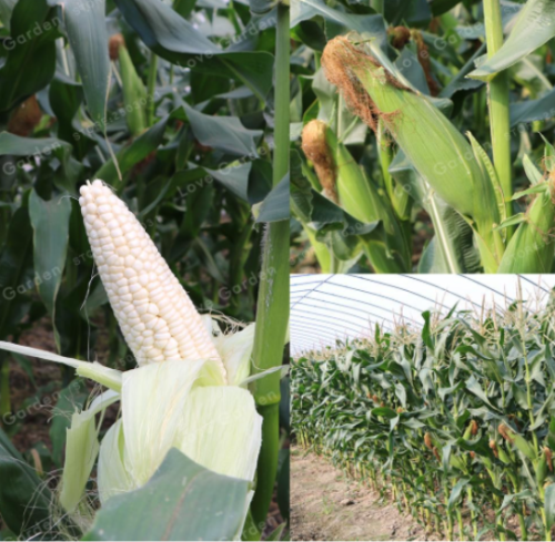 White Corn Seed Healthy and Natural Sweet Corn