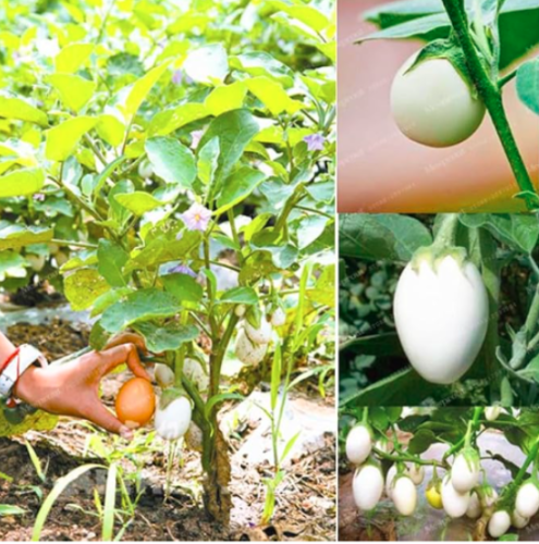White Eggplant Seed Home Garden Plant Organic White Egg Aubergine Solanum