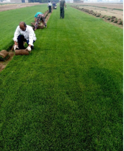 Japanese Forest Grass Lawn Garden Ornamental (Color: Mixed)