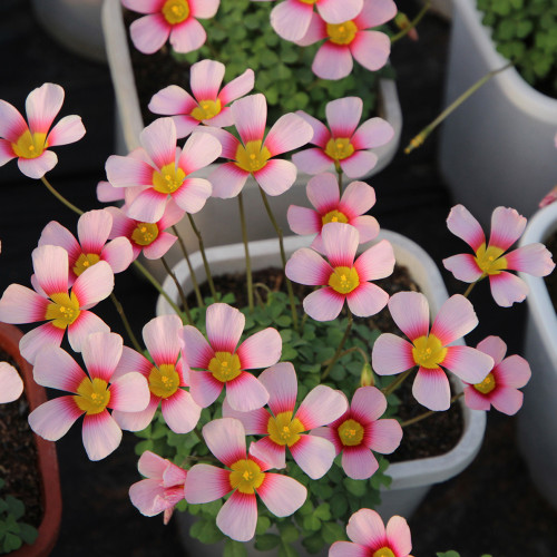 Oxalis 'Rosefinch' Flowering Bulbs – Rare Pink & Red Veined Variety for Indoor & Outdoor Display