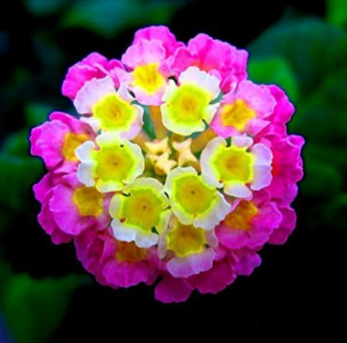 Lantana Camara Seed Multiple Colour Lantana Flower (Color: 7)