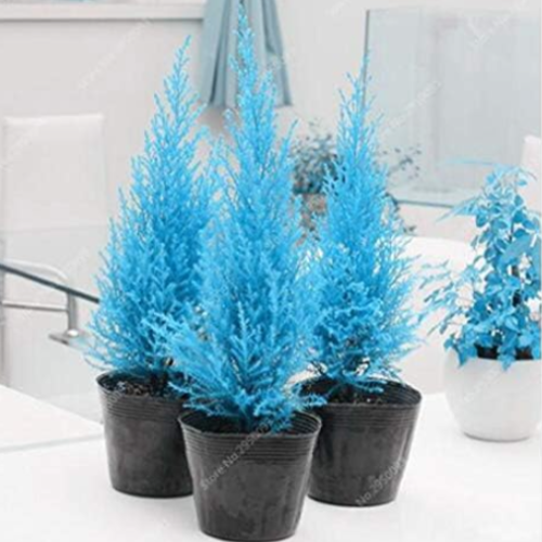 Blue Cypress Trees Seeds Rare Outdoor Platycladus Orientalis Oriental