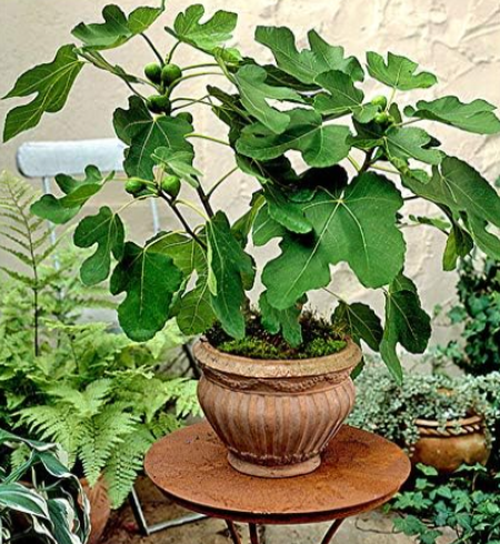 Exotic Miniature Seed Tree Fig Fruit Rare Garden Planting Perennial
