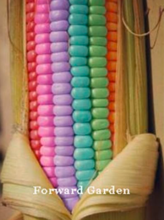 Rainbow Sweet Corn Seed, Organic Vegetable Fruit Easy-Growing (Color: 1)