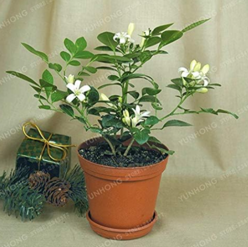 Orange Jasmine Shrub with Fragrant White Flower Seeds
