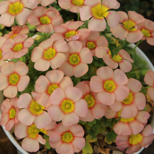 Oxalis Obtusa Series Bulb - 'Rust', Pack of 5 Bulbs