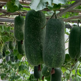 Yueguang Wax Gourd Seeds, Early-Maturing F1 Hybrid, High-Quality Wax Gourd Seeds, Offer Broad Adaptability & Stable Yields