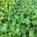 Motherwort Seeds, Organic, Adaptable, Edible Seedlings, High Yield Herb for Gardens & Remedies