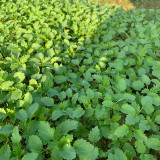 Motherwort Seeds, Organic, Adaptable, Edible Seedlings, High Yield Herb for Gardens & Remedies