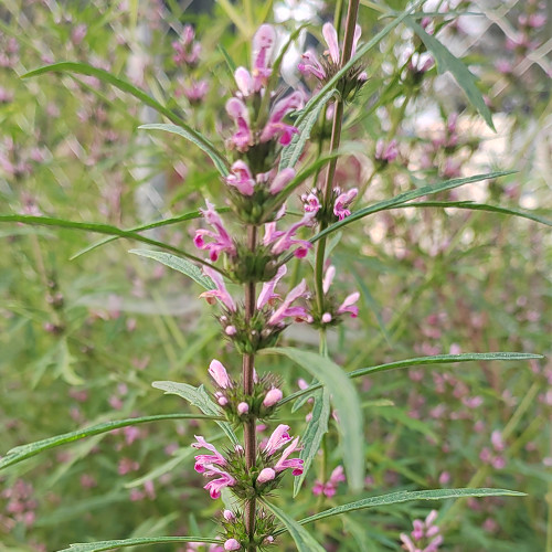 Motherwort Seeds, Organic, Adaptable, Edible Seedlings, High Yield Herb for Gardens & Remedies