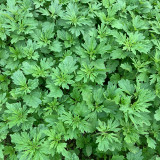 Motherwort Seeds, Organic, Adaptable, Edible Seedlings, High Yield Herb for Gardens & Remedies
