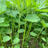 Motherwort Seeds, Organic, Adaptable, Edible Seedlings, High Yield Herb for Gardens & Remedies