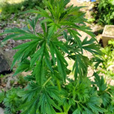 Motherwort Seeds, Organic, Adaptable, Edible Seedlings, High Yield Herb for Gardens & Remedies