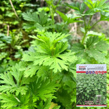 Motherwort Seeds, Organic, Adaptable, Edible Seedlings, High Yield Herb for Gardens & Remedies
