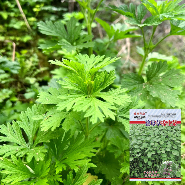 Motherwort Seeds, Organic, Adaptable, Edible Seedlings, High Yield Herb for Gardens & Remedies