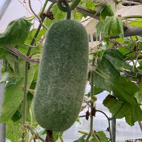 Yueguang Wax Gourd Seeds, Early-Maturing F1 Hybrid, High-Quality Wax Gourd Seeds, Offer Broad Adaptability & Stable Yields