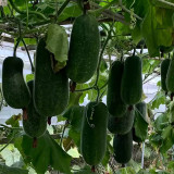 Yueguang Wax Gourd Seeds, Early-Maturing F1 Hybrid, High-Quality Wax Gourd Seeds, Offer Broad Adaptability & Stable Yields
