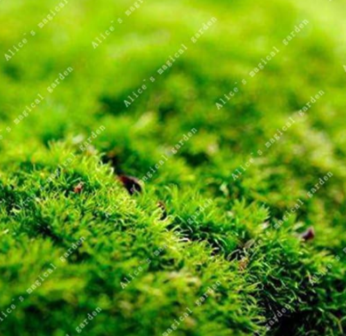 Irish Green Moss Seed Easy Grow High Germination Rate