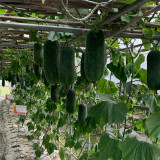 Yueguang Wax Gourd Seeds, Early-Maturing F1 Hybrid, High-Quality Wax Gourd Seeds, Offer Broad Adaptability & Stable Yields