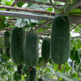 Yueguang Wax Gourd Seeds, Early-Maturing F1 Hybrid, High-Quality Wax Gourd Seeds, Offer Broad Adaptability & Stable Yields