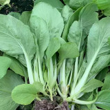 Tianfei Beautiful Pakchoi Seeds, Premium Pakchoi Seeds, F1 Hybrid Pakchoi,Tender Sweet Low-Fiber Vegetables, Easy-Grow