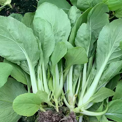 Tianfei Beautiful Pakchoi Seeds, Premium Pakchoi Seeds, F1 Hybrid Pakchoi,Tender Sweet Low-Fiber Vegetables, Easy-Grow