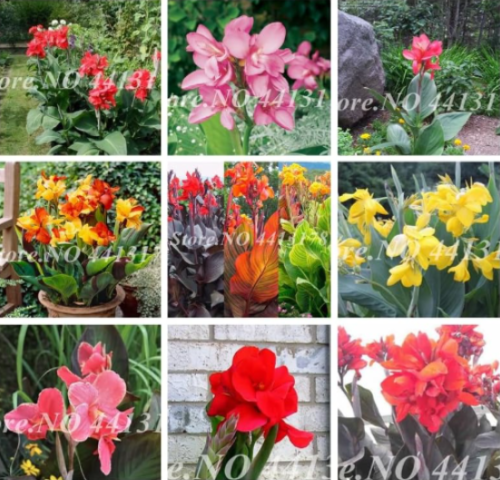 Canna Lily Beautiful Indoor Seed Potted Flower Colorful (Color: Mixed)