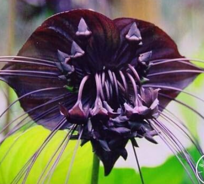 Black Tiger Orchid Flowers Flores Rare Flower Orchid plant #IRLS9L