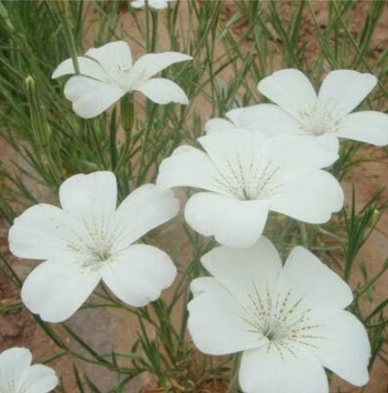 Agrostemma githago Flower Seeds for Home Garden - (Color: 1)