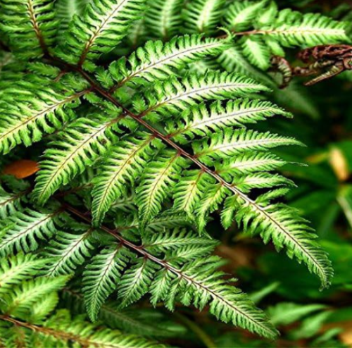 Garden Fern Seed Rare Creeper Vines Grass Plants (Color: Deep Blue)