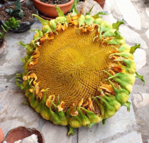 Giant Sunflower Seed Giant Big Flower Organic