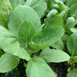 Tianfei Beautiful Pakchoi Seeds, Premium Pakchoi Seeds, F1 Hybrid Pakchoi,Tender Sweet Low-Fiber Vegetables, Easy-Grow
