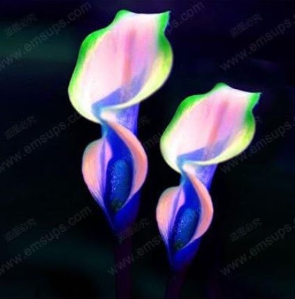 Calla Lily Bulbs Balcony Plant Calla Flower