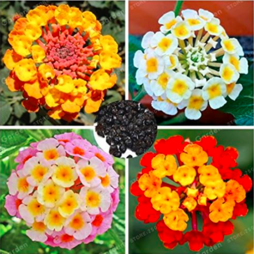 Lantana Camara Seed Multi Color Optional Rare Perennial (Color: Mix)