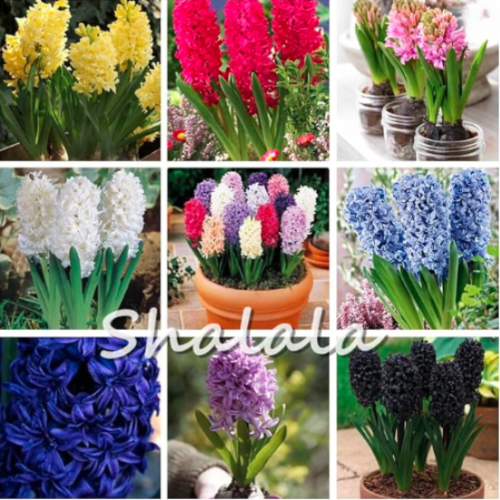 Hyacinth Seeds Beautiful hyacinth Flower (Color: mixed)