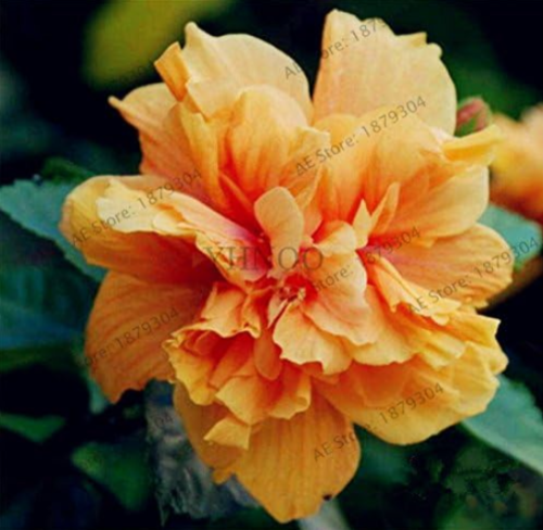 Hibiscus mutabilis Flowers Seeds Perennial for Home& Garden - (Color: 8)